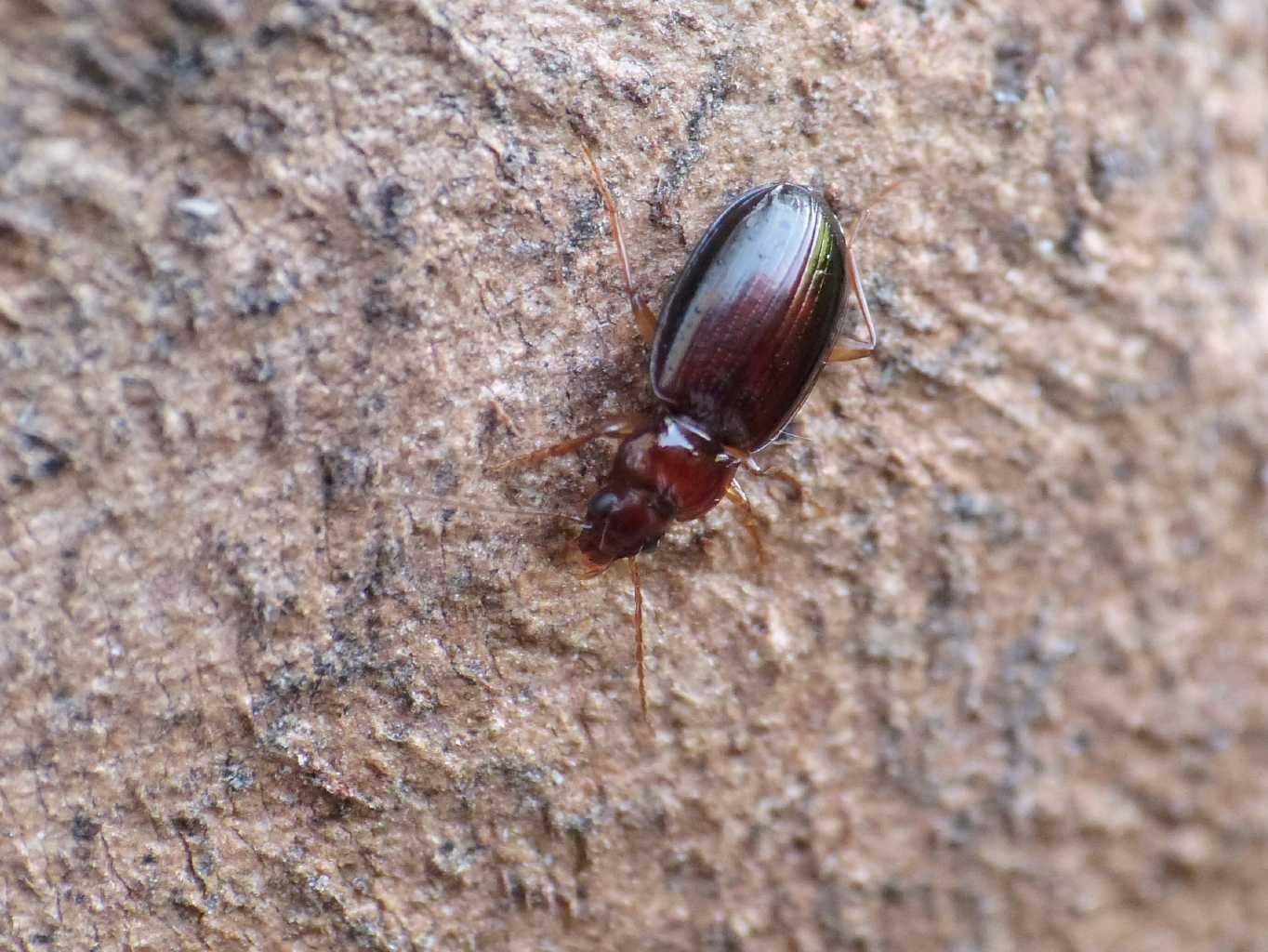 Piccolo Carabidae Torrimpietra(RM):  Ocys harpaloides